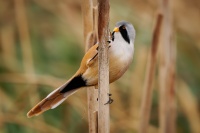 Sykorice vousata - Panurus biarmicus - Bearded Reedling o5481
